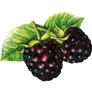 Blackberry PNG-26561